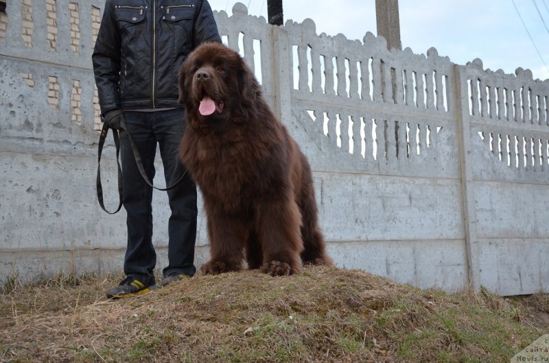 Фото: ньюфаундленд Анджело Орсо Аттис (Angelo Orso Attis)