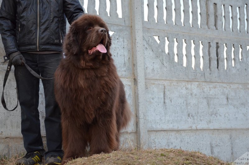Фото: ньюфаундленд Анджело Орсо Аттис (Angelo Orso Attis)