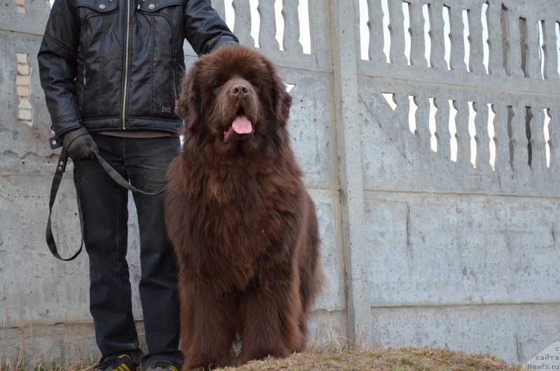 Фото: ньюфаундленд Анджело Орсо Аттис (Angelo Orso Attis)