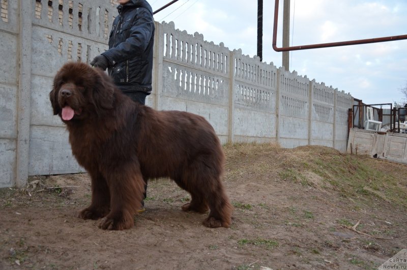 Фото: ньюфаундленд Анджело Орсо Аттис (Angelo Orso Attis)