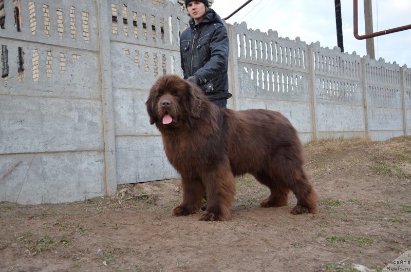 Фото: ньюфаундленд Анджело Орсо Аттис (Angelo Orso Attis)