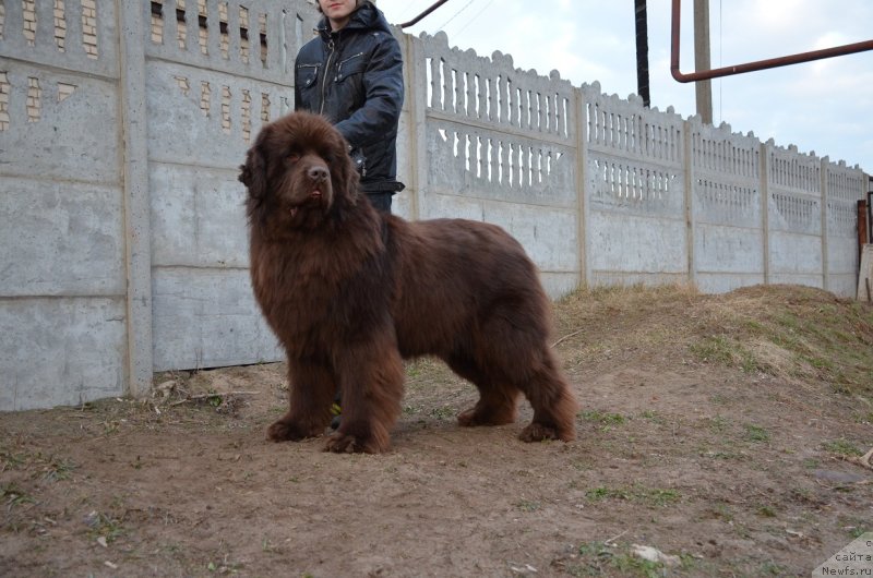 Фото: ньюфаундленд Анджело Орсо Аттис (Angelo Orso Attis)