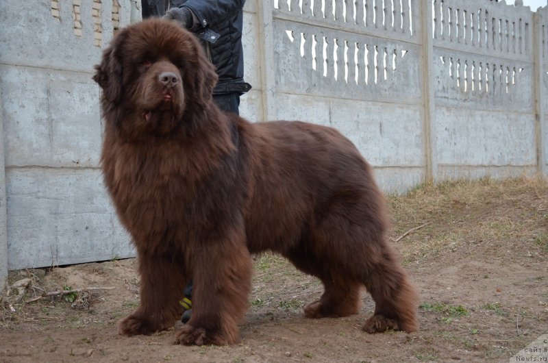 Фото: ньюфаундленд Анджело Орсо Аттис (Angelo Orso Attis)