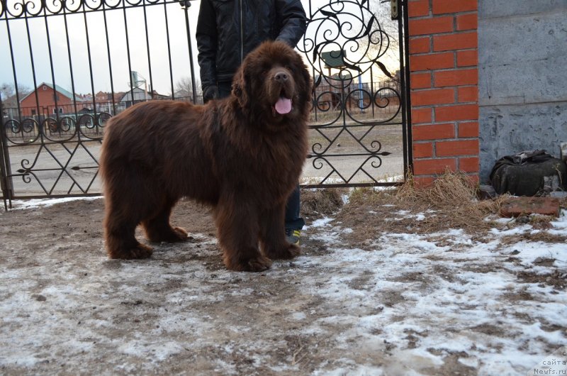 Фото: ньюфаундленд Анджело Орсо Аттис (Angelo Orso Attis)