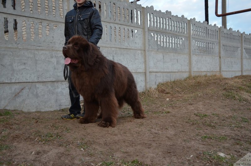 Фото: ньюфаундленд Анджело Орсо Аттис (Angelo Orso Attis)