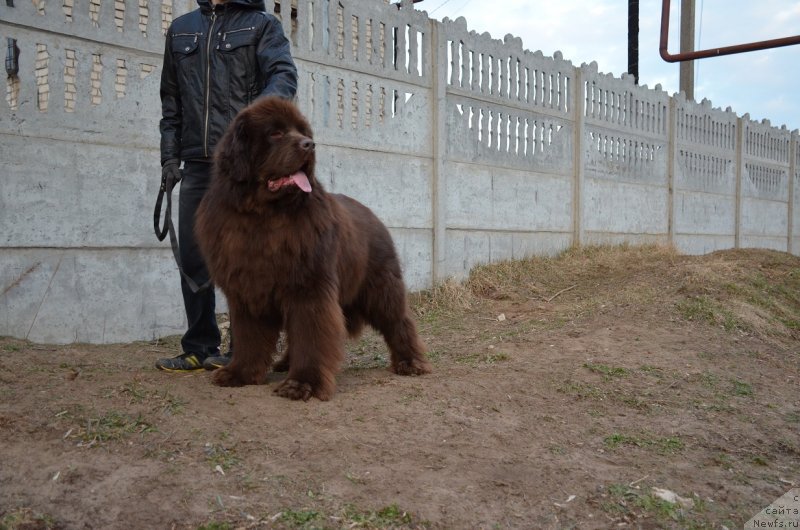Фото: ньюфаундленд Анджело Орсо Аттис (Angelo Orso Attis)