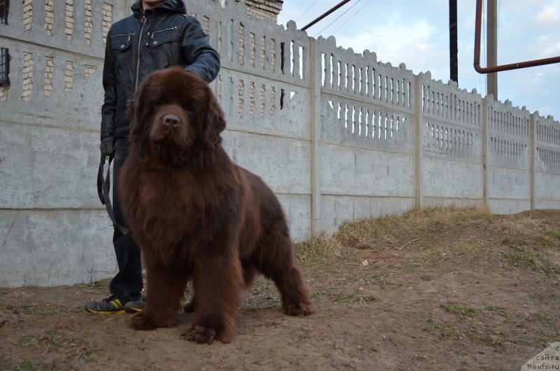 Фото: ньюфаундленд Анджело Орсо Аттис (Angelo Orso Attis)