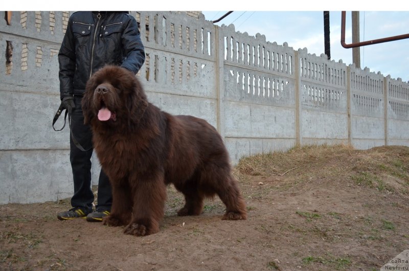 Фото: ньюфаундленд Анджело Орсо Аттис (Angelo Orso Attis)