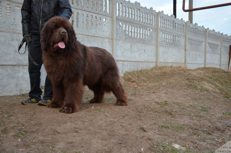 Фото: ньюфаундленд Анджело Орсо Аттис (Angelo Orso Attis)