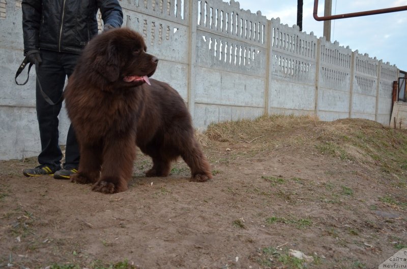 Фото: ньюфаундленд Анджело Орсо Аттис (Angelo Orso Attis)