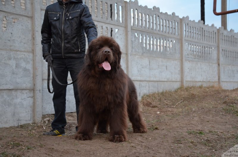 Фото: ньюфаундленд Анджело Орсо Аттис (Angelo Orso Attis)