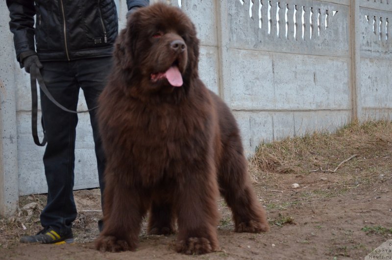 Фото: ньюфаундленд Анджело Орсо Аттис (Angelo Orso Attis)
