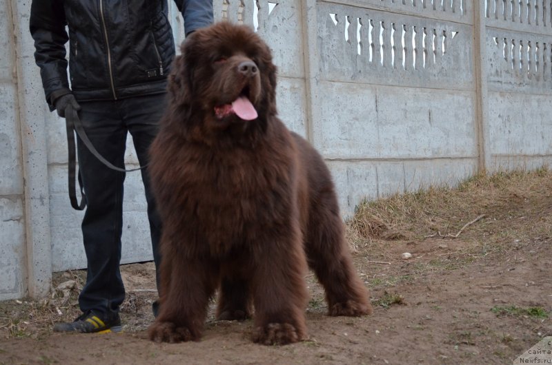 Фото: ньюфаундленд Анджело Орсо Аттис (Angelo Orso Attis)
