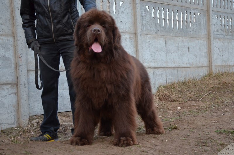 Фото: ньюфаундленд Анджело Орсо Аттис (Angelo Orso Attis)