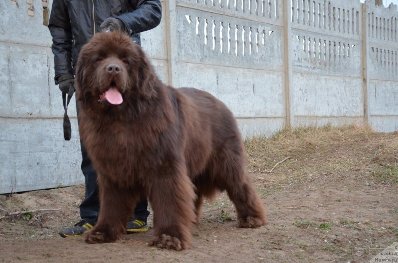 Фото: ньюфаундленд Анджело Орсо Аттис (Angelo Orso Attis)