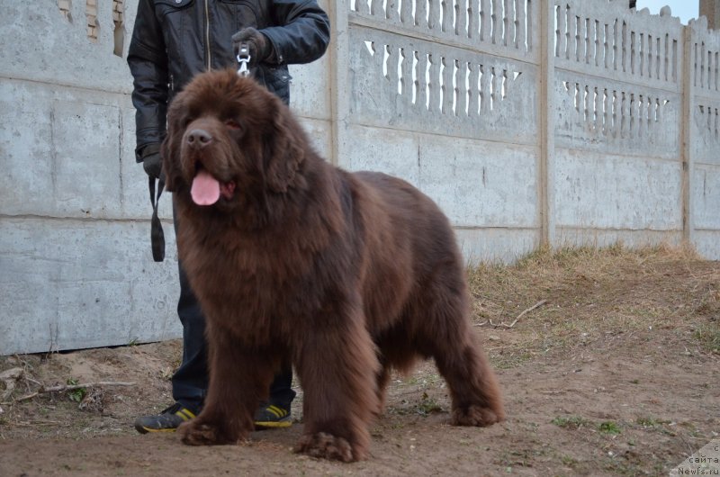 Фото: ньюфаундленд Анджело Орсо Аттис (Angelo Orso Attis)