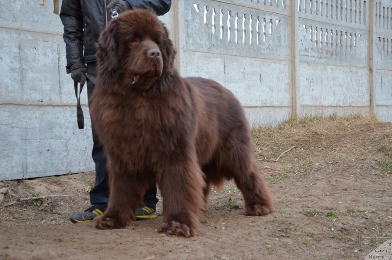 Фото: ньюфаундленд Анджело Орсо Аттис (Angelo Orso Attis)