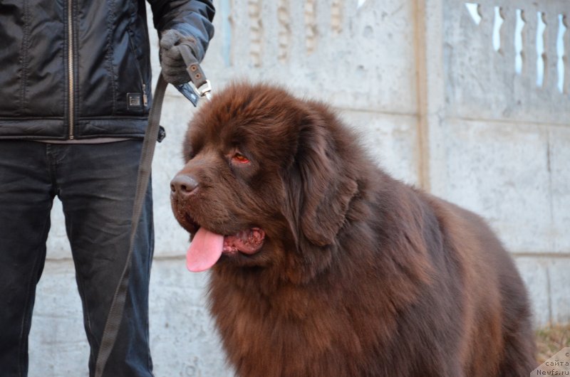 Фото: ньюфаундленд Анджело Орсо Аттис (Angelo Orso Attis)