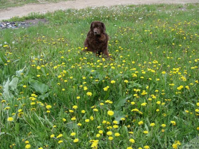 Фото: ньюфаундленд Кока Кола'с Иммидж Стар Эмр Фаворит