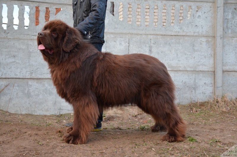 Фото: ньюфаундленд Анджело Орсо Аттис (Angelo Orso Attis)