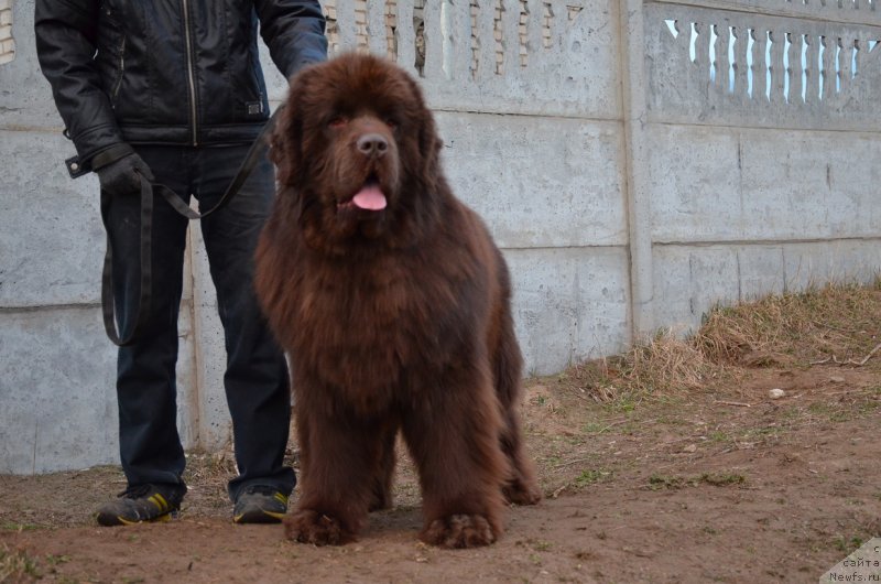 Фото: ньюфаундленд Анджело Орсо Аттис (Angelo Orso Attis)