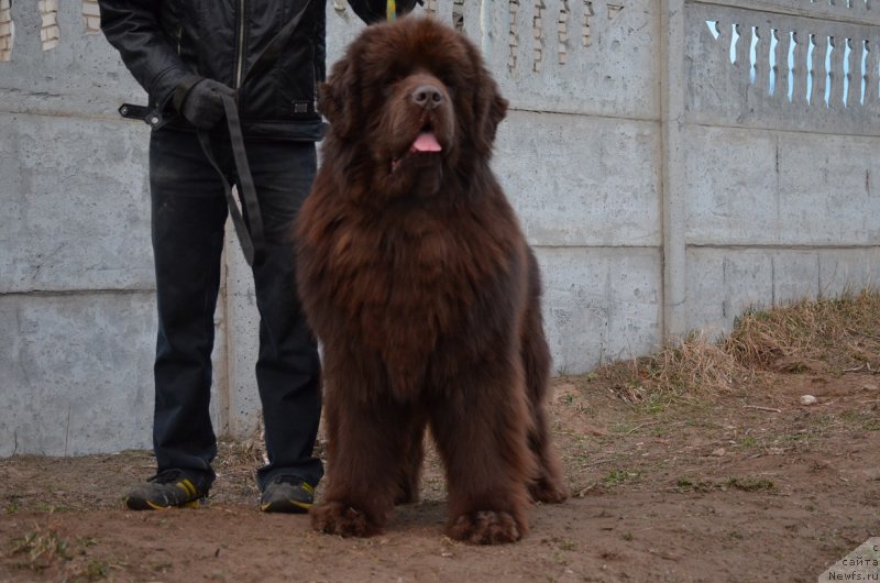 Фото: ньюфаундленд Анджело Орсо Аттис (Angelo Orso Attis)