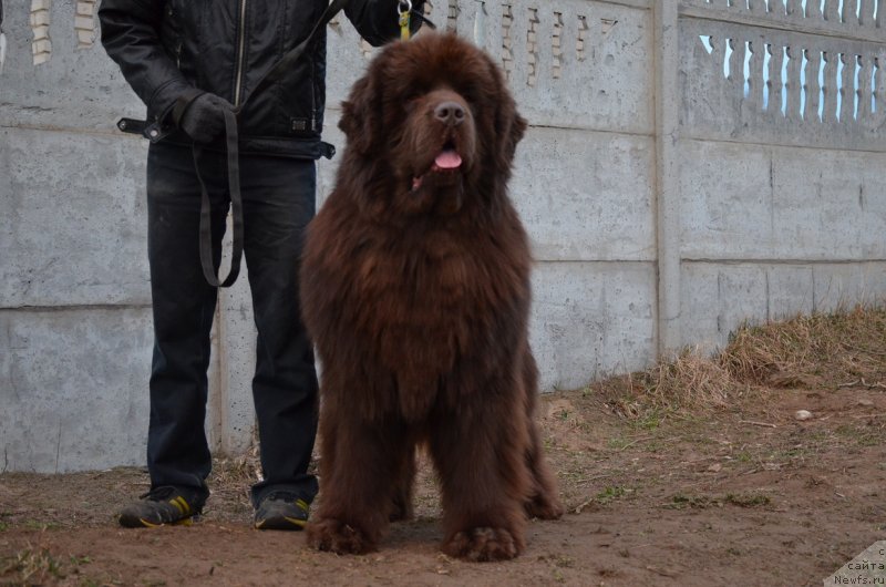 Фото: ньюфаундленд Анджело Орсо Аттис (Angelo Orso Attis)