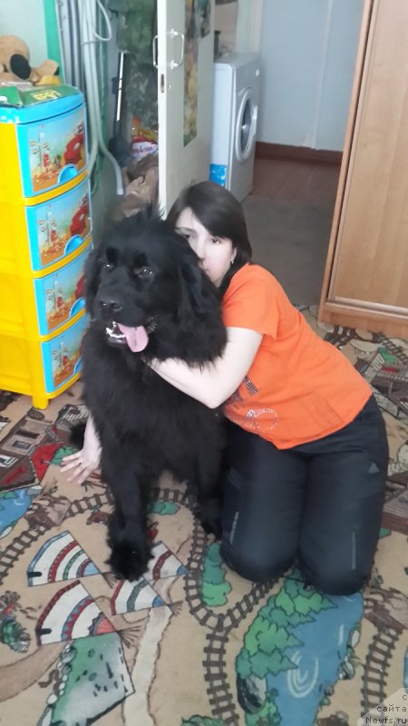 Фото: ньюфаундленд Черная Мафия Зип Ароунд (Chernaya Mafia Zip Around)