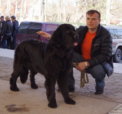 Фото: ньюфаундленд Черная Мафия Маке Тхе Мост оф Нов (Chernaya Mafia Make the Most of Now)