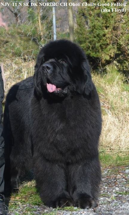 Фото: NJV-11 N SE DK NORDIC CH Ohoi`s Jolly Good Fellow aka Floyd