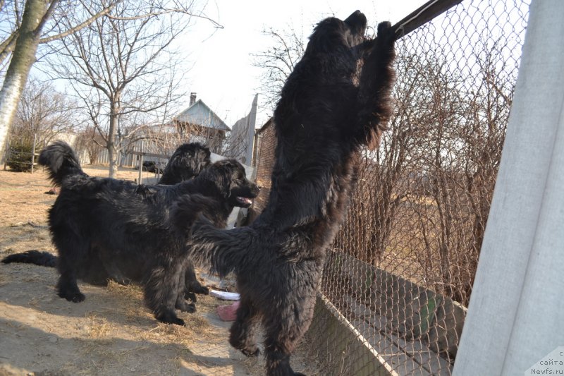 Фото: ньюфаундленд I'm Little Princess Midnight Bear, ньюфаундленд Талисман Моря Магия Волн, ньюфаундленд Талисман Моря Мишель