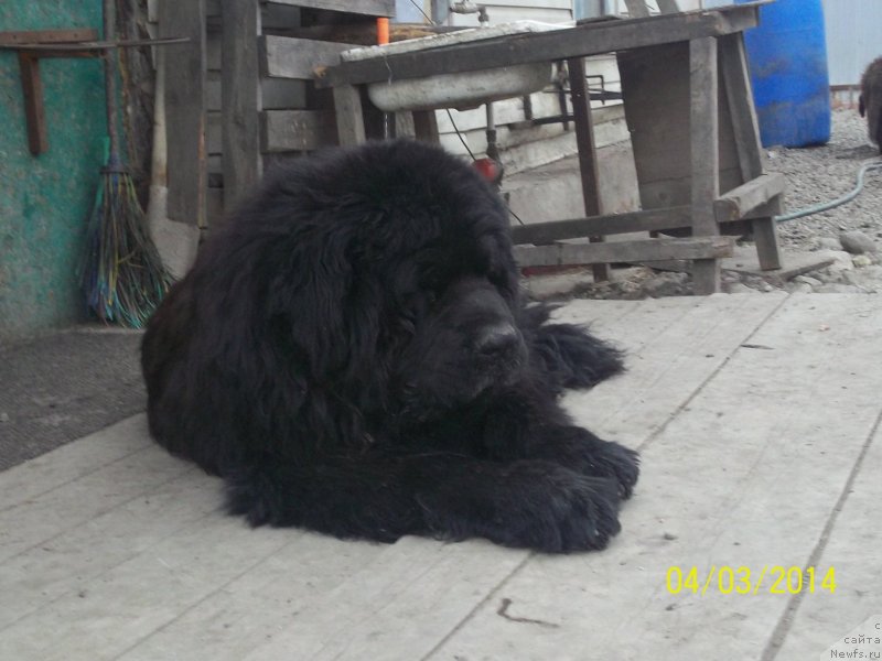 Фото: ньюфаундленд Виски Ред Лейбл Вепс (Viski Red Label Veps)