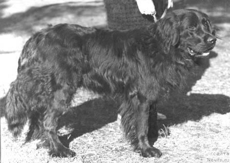 Фото: ньюфаундленд Эрл Питер Деч