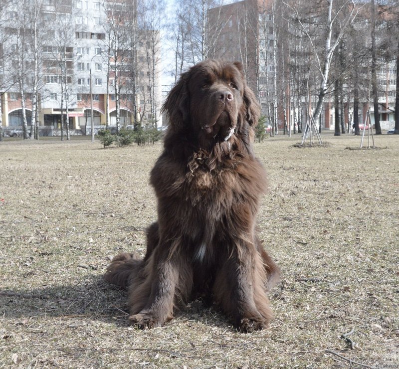 Фото: ньюфаундленд I Follow The Sun de L'Etoile de Cyrice