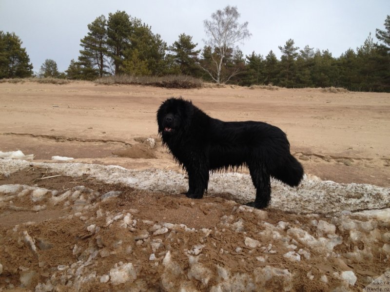 Фото: ньюфаундленд Белкондер-Клаб Кассиопея