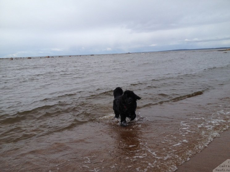 Фото: ньюфаундленд Белкондер-Клаб Кассиопея