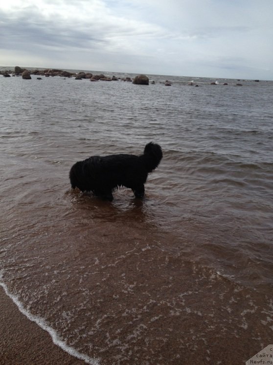 Фото: ньюфаундленд Белкондер-Клаб Кассиопея