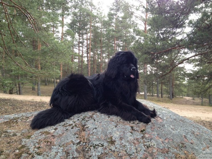 Фото: ньюфаундленд Белкондер-Клаб Кассиопея