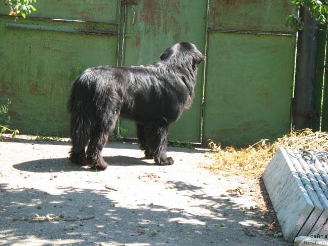 Фото: ньюфаундленд Айвенго Вива Дженис (Ayvengo Viva Jeniz)