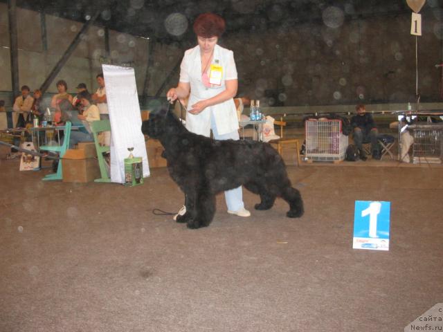 Фото: ньюфаундленд Династия Квин из Медвежьего Яра (Dynasty Queen iz Medvejyego Yara), Надежда Стрельцова