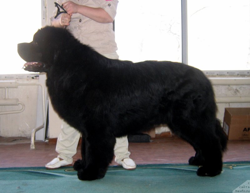 Фото: ньюфаундленд Риф из Племени Кедра