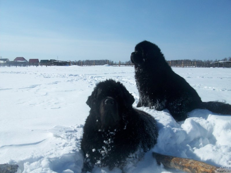 Фото: ньюфаундленд Ярада из Сибирской Глубинки (Yarada iz Sibirskoy Glubinki), ньюфаундленд Карат из Медвежьего Яра (Karat iz Medvejyego Yara)