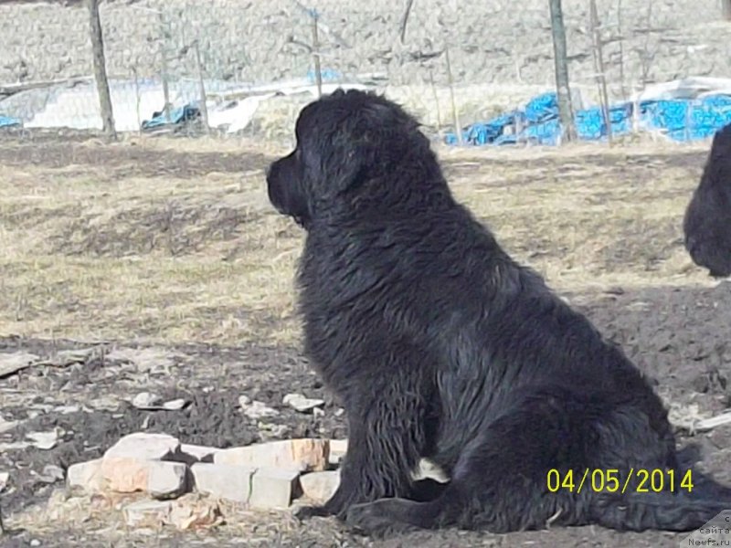 Фото: ньюфаундленд Супер Премиум Немессис