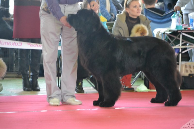 Фото: ньюфаундленд Скарлет О'Хара