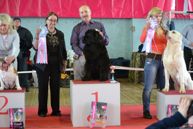 Фото: ньюфаундленд Скарлет О'Хара