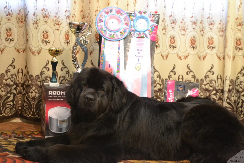 Фото: ньюфаундленд Скарлет О'Хара