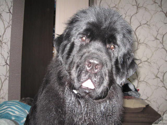 Фото: ньюфаундленд Акватория Келвин Черная Феерия