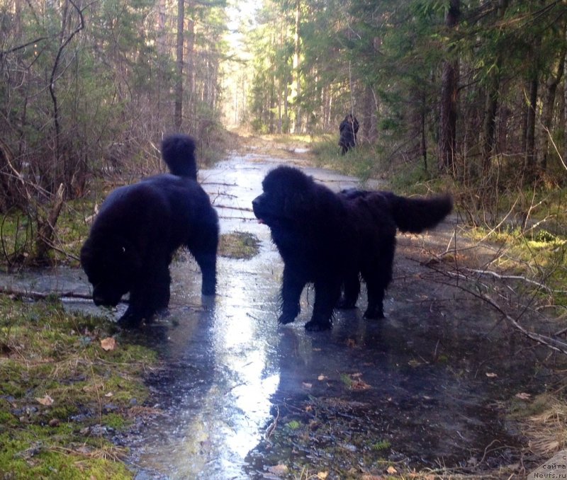 Фото: ньюфаундленд Skippers Only You for Smigar, ньюфаундленд Смигар Лав Стори (Smigar Love Story)