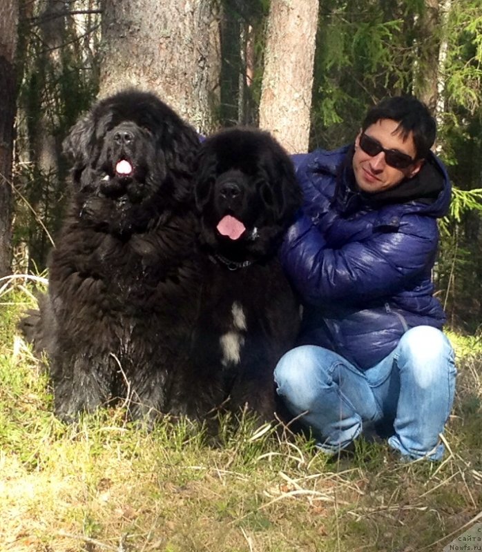 Фото: ньюфаундленд Skippers Only You for Smigar, ньюфаундленд Смигар Лав Стори (Smigar Love Story), Александр Коротков