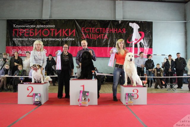 Фото: ньюфаундленд Скарлет О'Хара